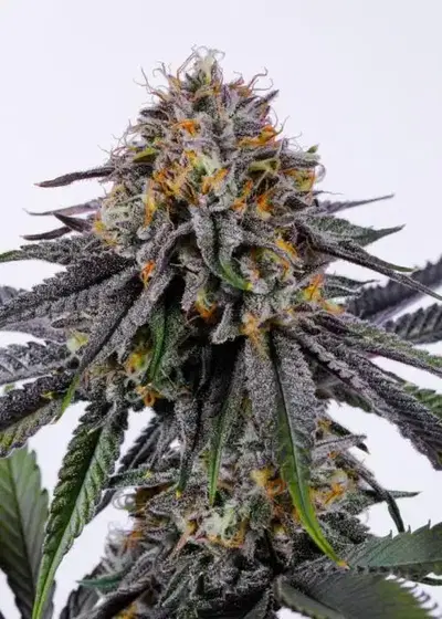 White Taffi by Doja Seeds, Photoperiod cannabis strain