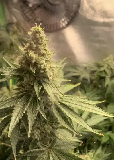 White Tahoe Cookies by Archive Seed Bank, Photoperiod cannabis strain
