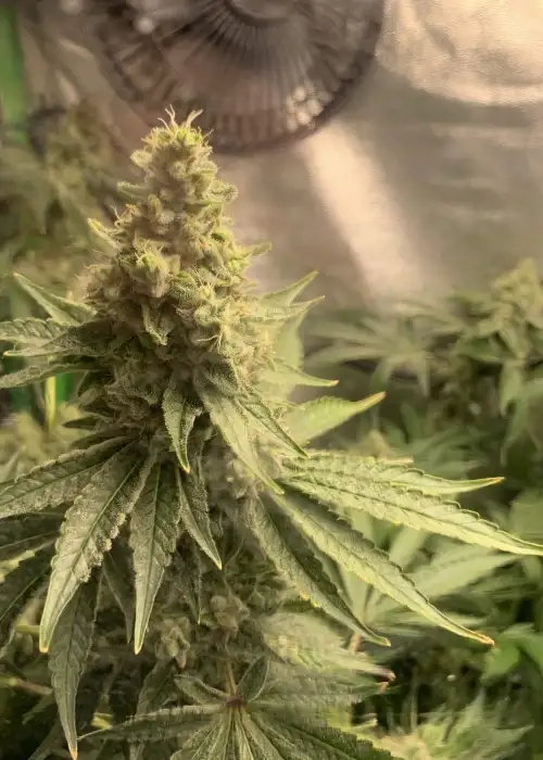 White Tahoe Cookies by Archive Seed Bank, Photoperiod cannabis strain