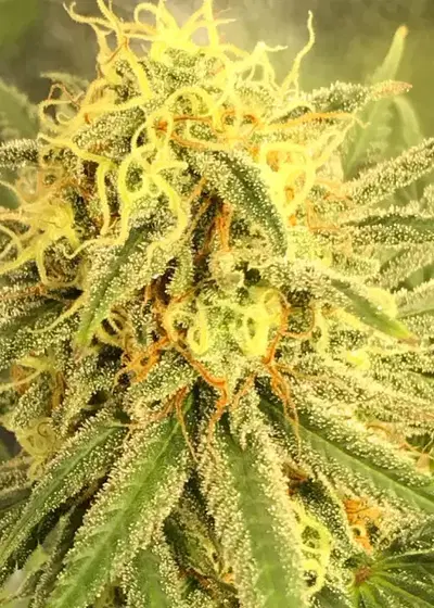 White Thunder by Keraseeds, Photoperiod cannabis strain
