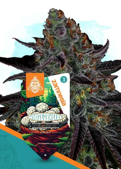 White Truffle Automatic by Zamnesia Seeds, Autoflower cannabis strain