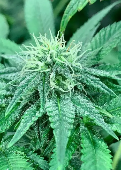 White Trufflez s1 by CopyCat Genetics, Photoperiod cannabis strain