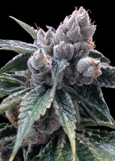 White Walker Kush by DNA Genetics, Photoperiod cannabis strain