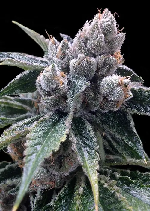 White Walker Kush by DNA Genetics, Photoperiod cannabis strain