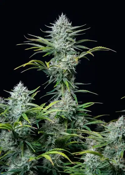 White Widow Auto by Puff Puff Pass, Autoflower cannabis strain