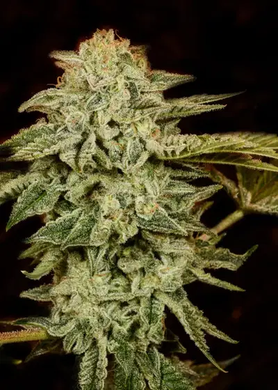 White Widow Autoflower by Mediseed Man, Autoflower cannabis strain