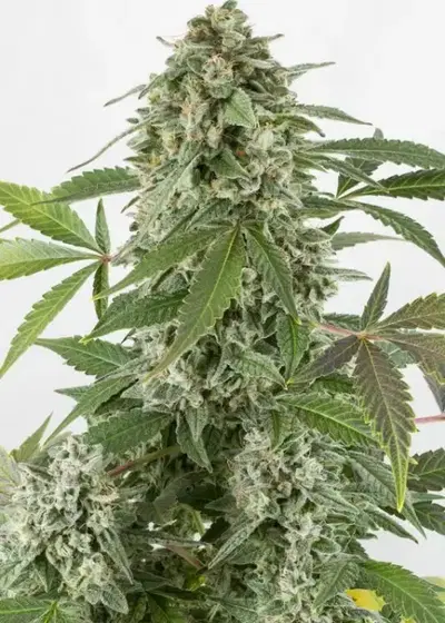 White Widow AutoFlowering by Growers Choice Seeds, Autoflower cannabis strain