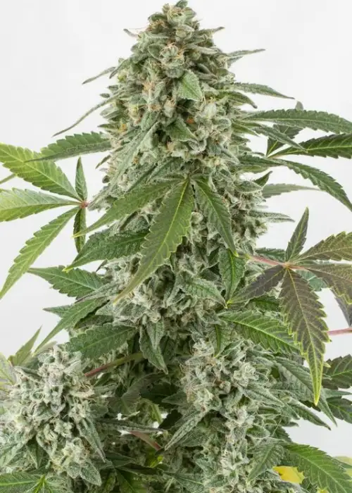 White Widow AutoFlowering by Growers Choice Seeds, Autoflower cannabis strain