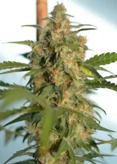 White Widow Automatic by Zenseeds, Autoflower cannabis strain