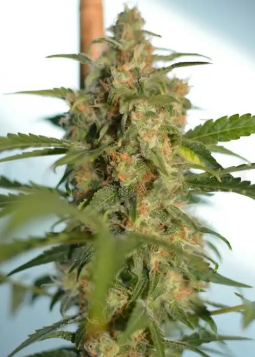 White Widow Automatic by Zenseeds, Autoflower cannabis strain