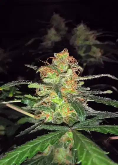 White Widow Express Auto by Phoenix Seeds, Autoflower cannabis strain