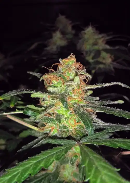 White Widow Express Auto by Phoenix Seeds, Autoflower cannabis strain