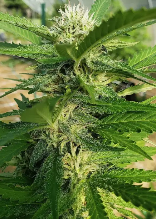White Widow Fast Version by Herbies USA Express, Photoperiod cannabis strain