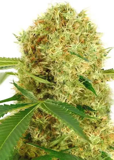 White Widow (fem) by ILGM, Photoperiod cannabis strain