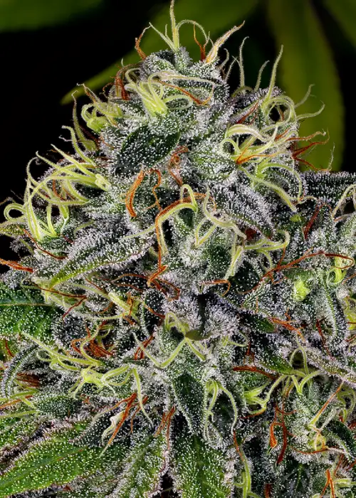 White Widow Feminized by WeedSeedShop, Photoperiod cannabis strain