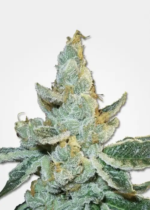White Widow Max Automatic by MSNL Seeds, Autoflower cannabis strain