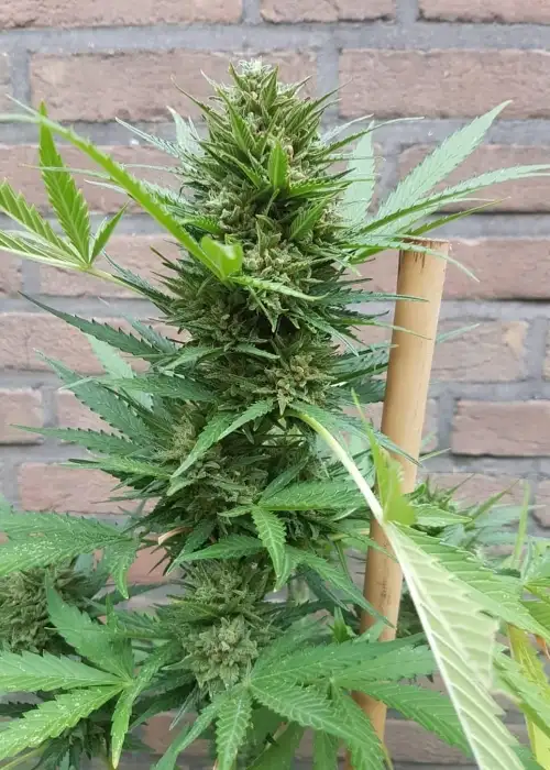 White Widow Original Auto by Sumo Seeds, Autoflower cannabis strain