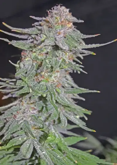 White Widow x AK by Green Bud Seeds, Photoperiod cannabis strain