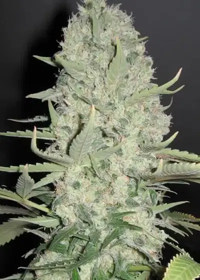 White Widow x Big Bud by Female Seeds, Photoperiod cannabis strain