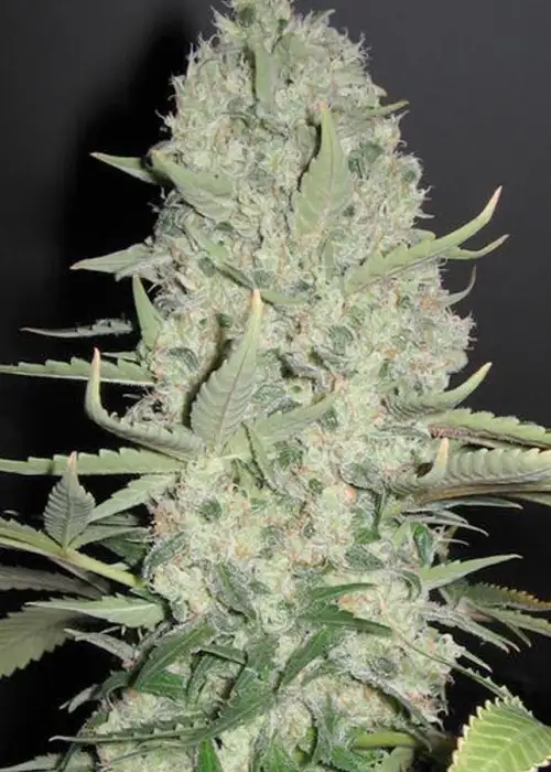 White Widow x Big Bud by Female Seeds, Photoperiod cannabis strain