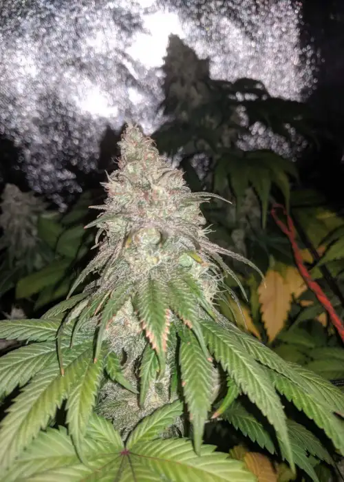 White Widow by Biological Seeds, Photoperiod cannabis strain