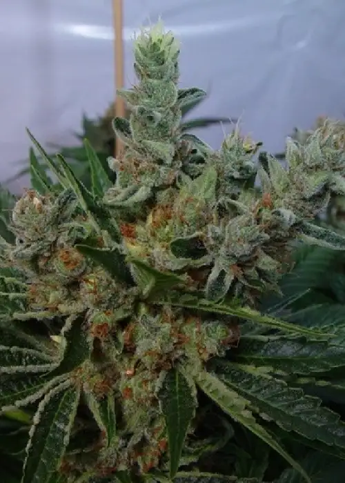 White Willow by Soma Seeds, Photoperiod cannabis strain