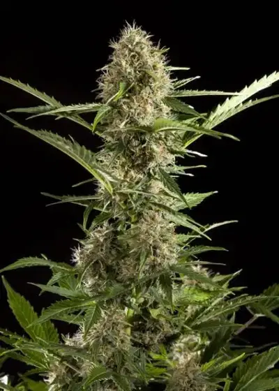 White Yoda Auto by Philosopher Seeds, Autoflower cannabis strain
