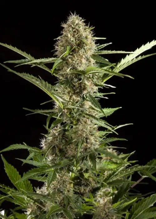 White Yoda Auto by Philosopher Seeds, Autoflower cannabis strain