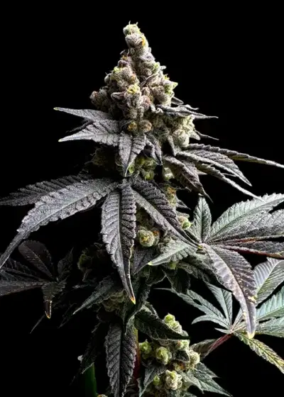 White Zoap by TerpyZ Mutant Genetics, Photoperiod cannabis strain