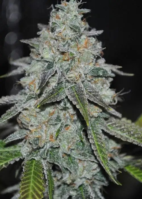 Who Dat Orange Kush by Relentless Genetics, Photoperiod cannabis strain