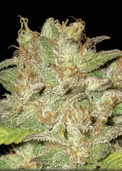 Widow by CBD Seeds, Photoperiod cannabis strain