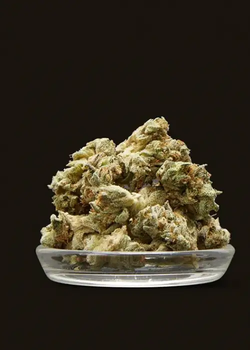 Wifi Mints by Jungle Boys, Photoperiod cannabis strain