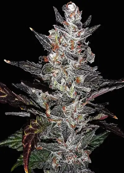 Wild Blackberry Gum Automatic by Club Riot Seeds, Autoflower cannabis strain