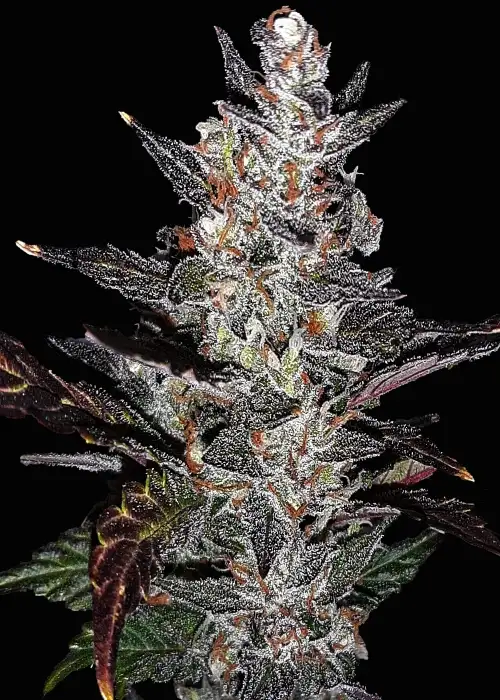 Wild Blackberry Gum Automatic by Club Riot Seeds, Autoflower cannabis strain