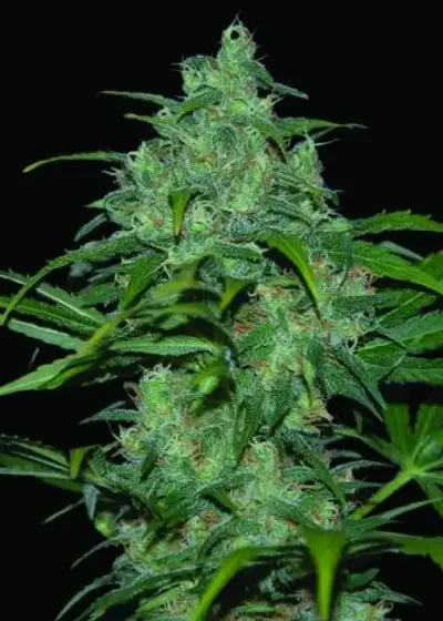 Wild Thailand Ryder by World of Seeds, Autoflower cannabis strain
