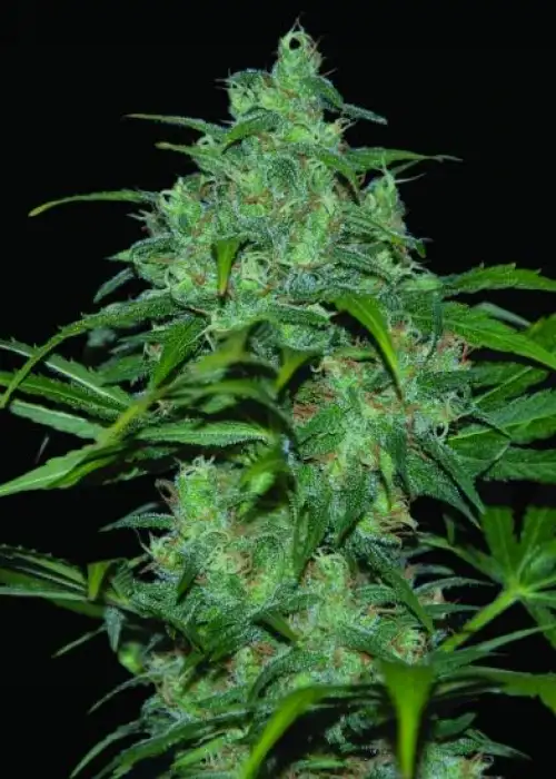 Wild Thailand Ryder by World of Seeds, Autoflower cannabis strain