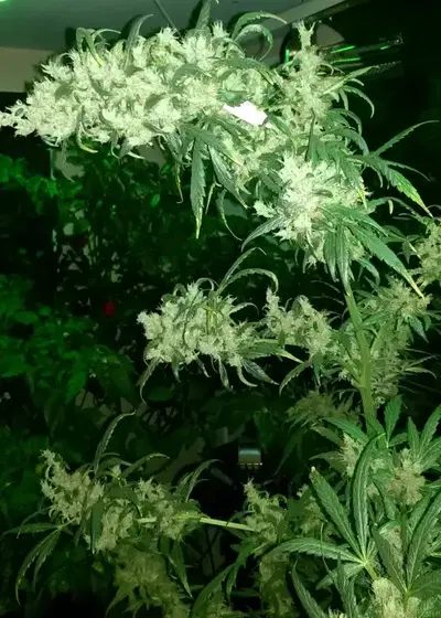 Wild Thailand by World of Seeds, Photoperiod cannabis strain
