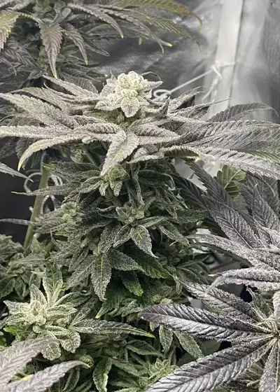 Wildberry Cake by Robin Hood Seeds, Photoperiod cannabis strain