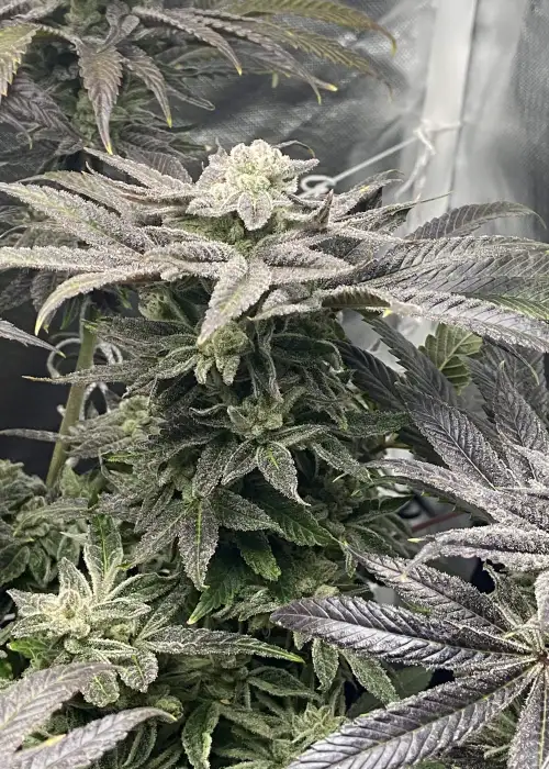 Wildberry Cake by Robin Hood Seeds, Photoperiod cannabis strain