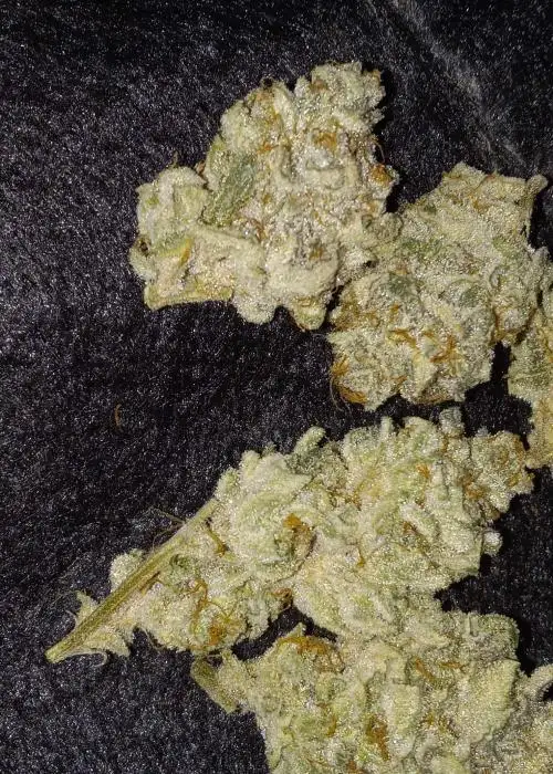 Wildberry Sours by Robin Hood Seeds, Photoperiod cannabis strain