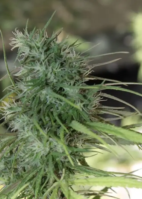 Willie Nelson by Gage Green, Photoperiod cannabis strain