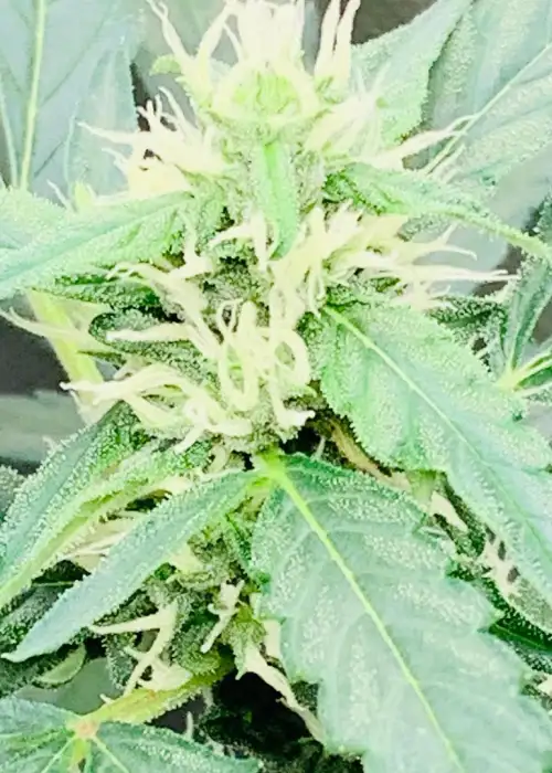 Wino's OG by Twisted Tree Autoflowers, Autoflower cannabis strain