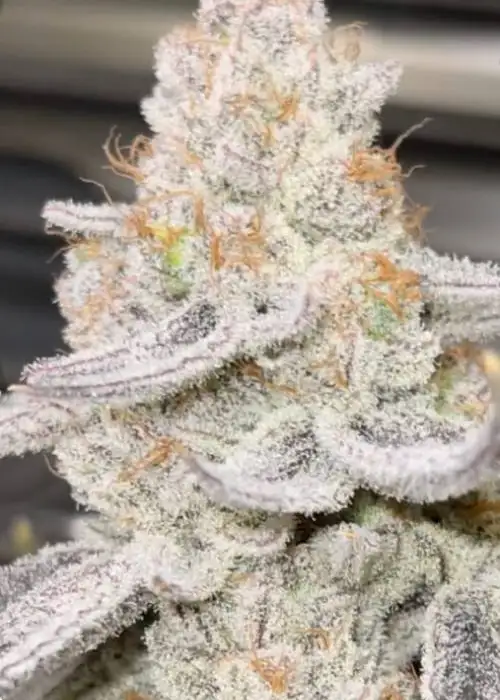 Winter Sunset F1 by Beleaf Cannabis, Photoperiod cannabis strain