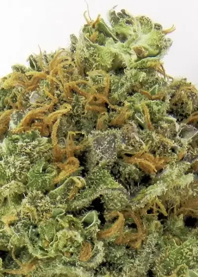 Wipeout Express by Heavyweight Seeds, Autoflower cannabis strain