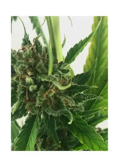 Without THC by Mr. Hide Seeds, Photoperiod cannabis strain