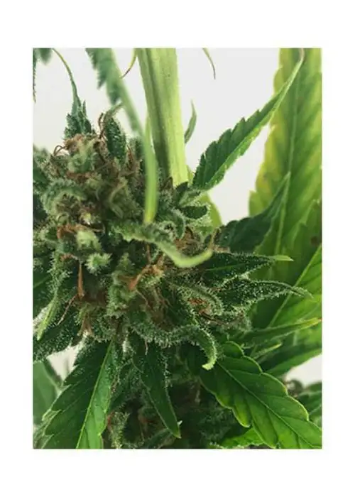 Without THC by Mr. Hide Seeds, Photoperiod cannabis strain
