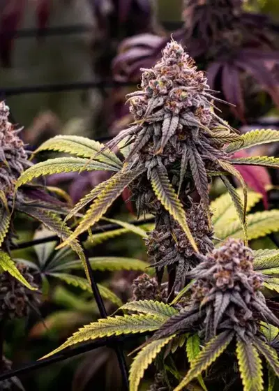 Wizard's Sleeve by 7 East Genetics, Photoperiod cannabis strain