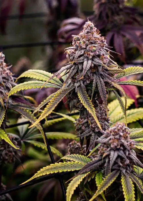 Wizard's Sleeve by 7 East Genetics, Photoperiod cannabis strain