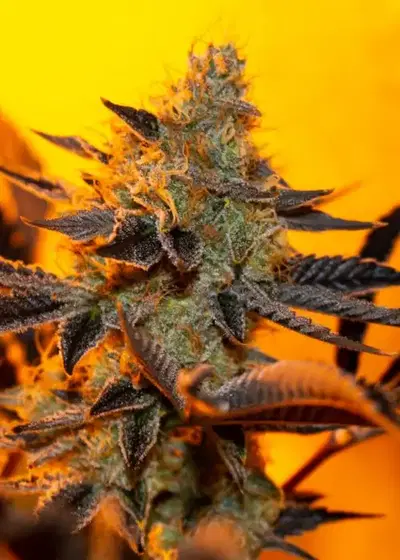 Wolf Mother by Ocean Grown Seeds, Photoperiod cannabis strain