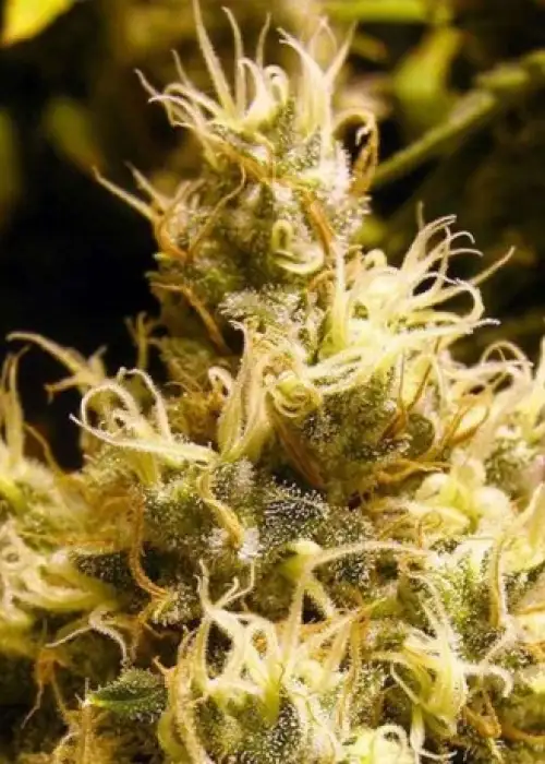 Wonder Woman by Nirvana, Photoperiod cannabis strain